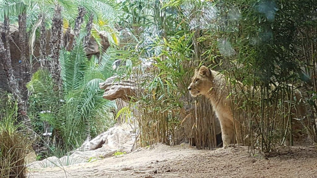 Los leones del Loro Parque | DA