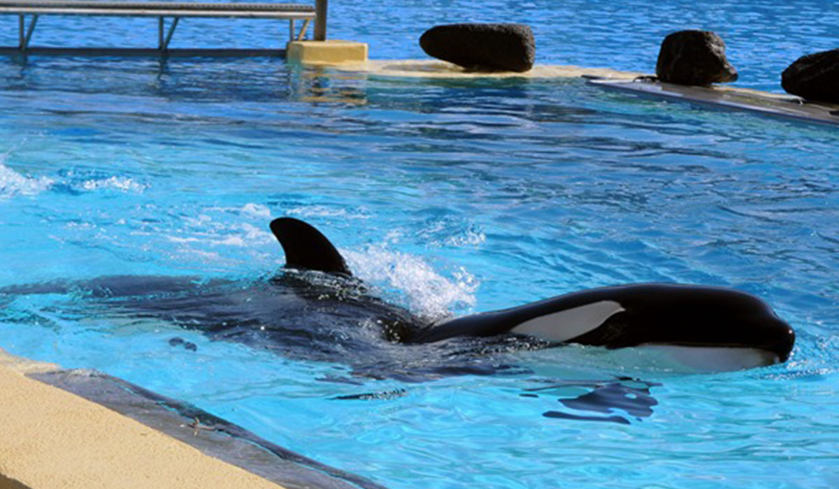 SeaWorld, espectáculo de orcas en el Loro Parque. DA