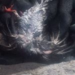 Aparecen palomas decapitadas en el mar en Guía de Isora | LOS JARDINEROS
