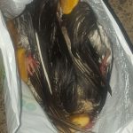 Aparecen palomas decapitadas en el mar en Guía de Isora | LOS JARDINEROS