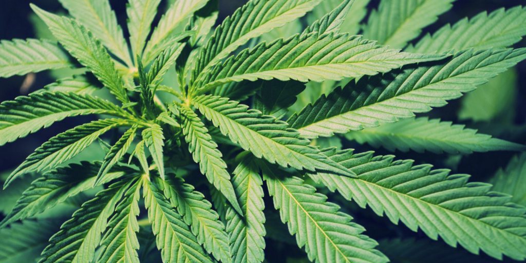 El uso sanitario del cannabis fue aprobado el año pasado en el Parlamento de Canarias. Europa Press