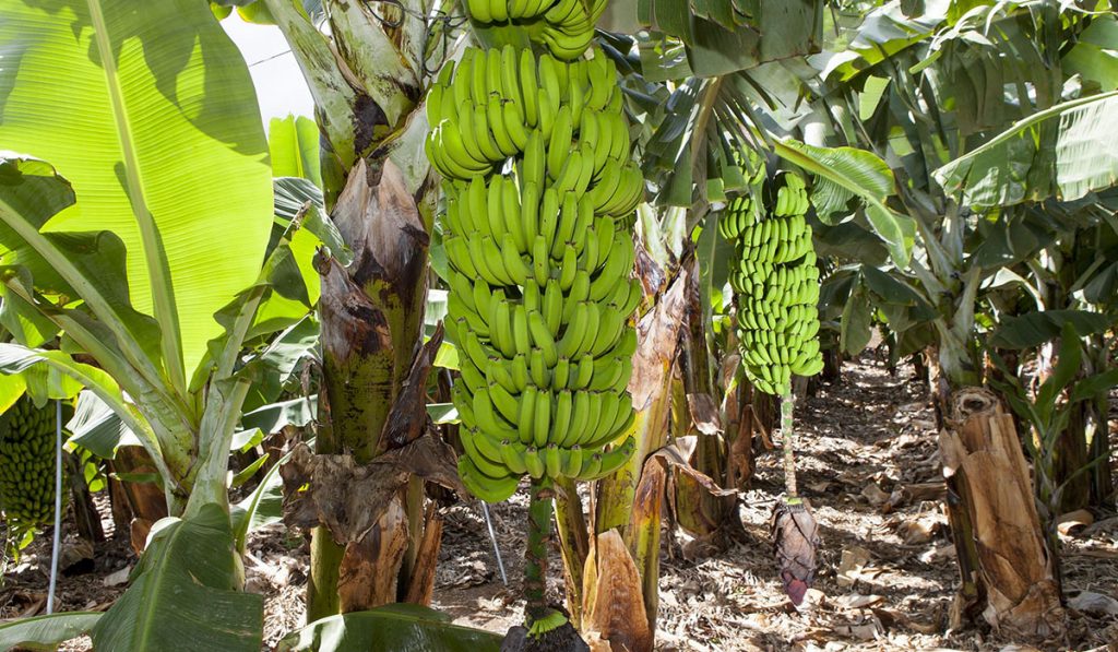 Se trata de la primera vez que Plátano de Canarias llega a África; esta acción se enmarca en el objetivo de Asprocan de llegar a más mercados. DA