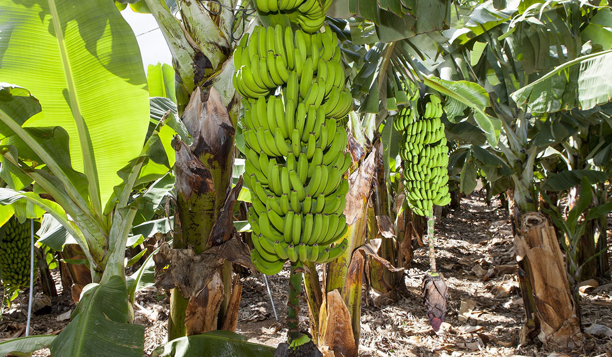 Se trata de la primera vez que Plátano de Canarias llega a África; esta acción se enmarca en el objetivo de Asprocan de llegar a más mercados. DA
