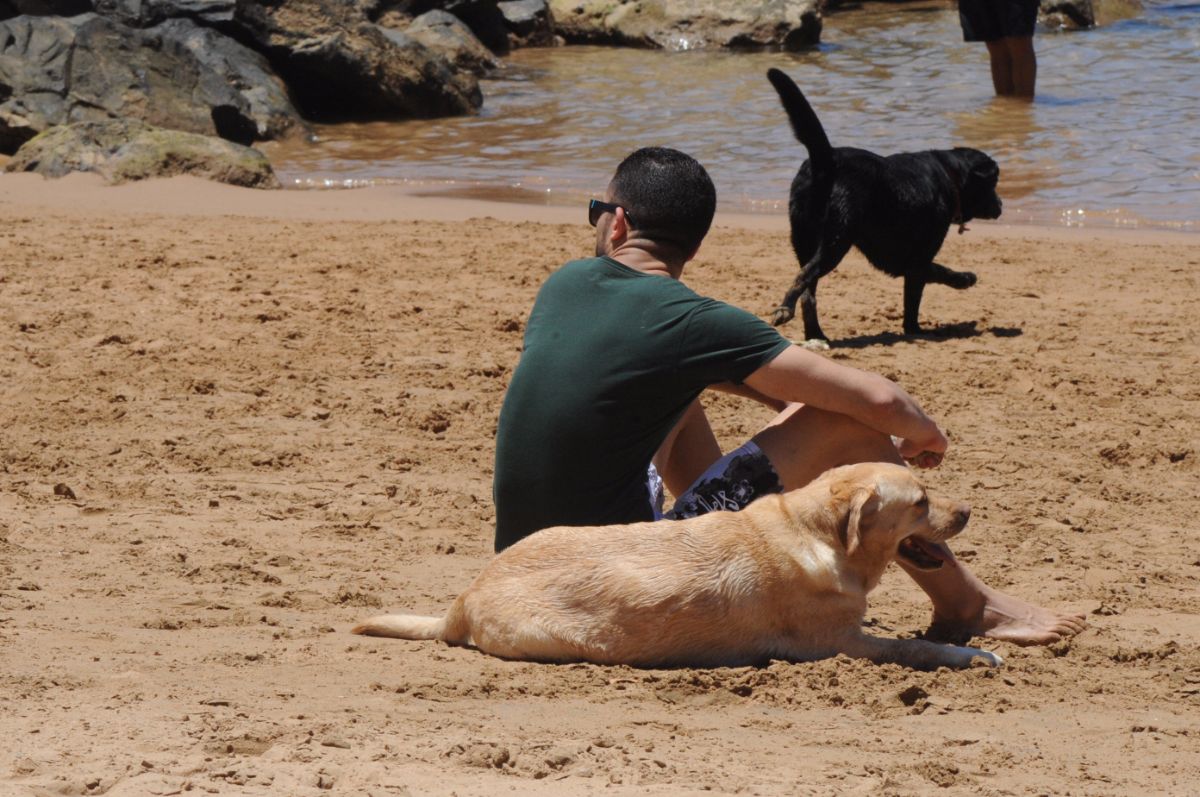 Tras el estudio municipal, Las Teresitas se posicionó como la mejor playa para acoger a las mascotas, por delante de la de Las Gaviotas. DA