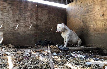 Imagen de Treya en el lugar del que fue rescatada | Imagen: Stay Rescue