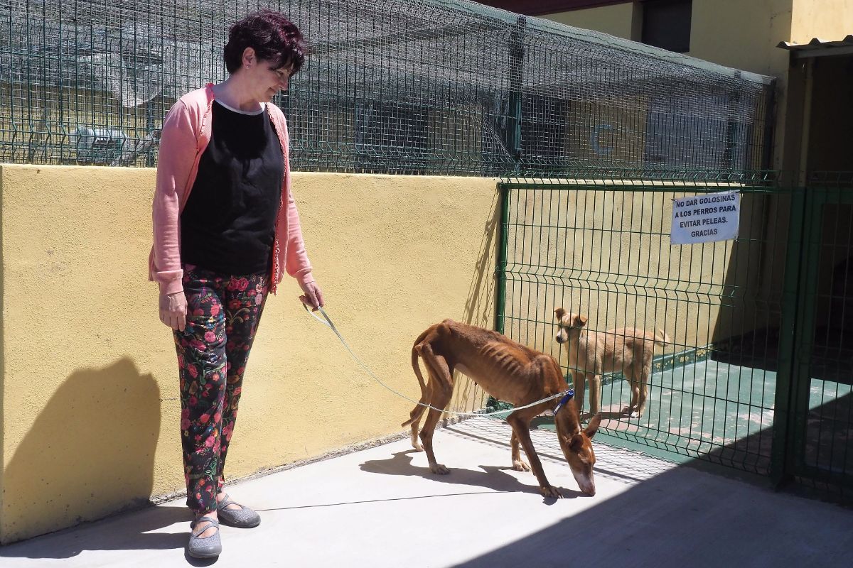 Bety socializa con otros canes de Valle Colino como parte de la terapia de recuperación | FOTO: SERGIO Méndez