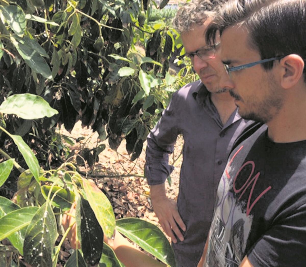 Agro Rincon