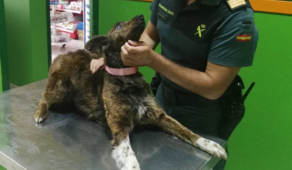 GUARDIA CIVIL PERRA ADOPTADA GOMERA 1