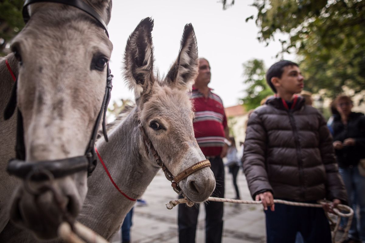 Los más pequeños, y también los adultos, expresaban su sorpresa al ver los animales en medio de la ciudad. Andrés Gutiérrez