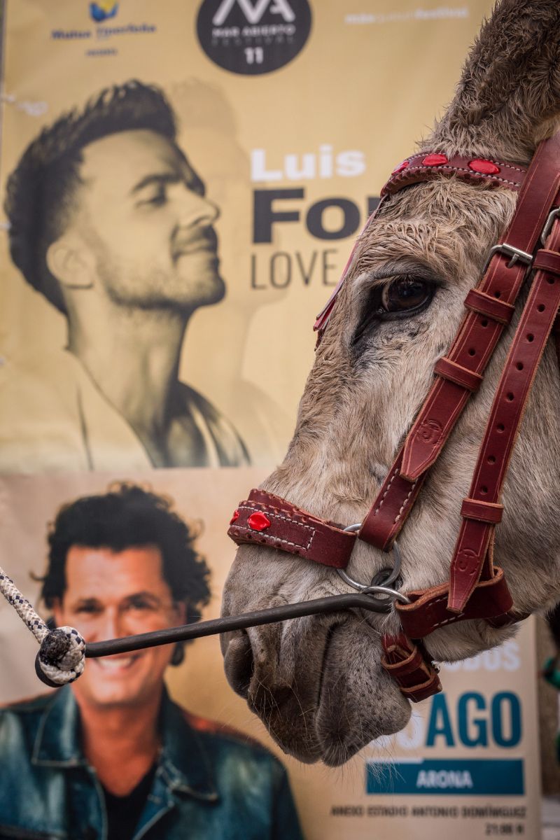 Los más pequeños, y también los adultos, expresaban su sorpresa al ver los animales en medio de la ciudad. Andrés Gutiérrez