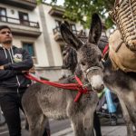Los más pequeños, y también los adultos, expresaban su sorpresa al ver los animales en medio de la ciudad. Andrés Gutiérrez
