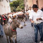 Los más pequeños, y también los adultos, expresaban su sorpresa al ver los animales en medio de la ciudad. Andrés Gutiérrez