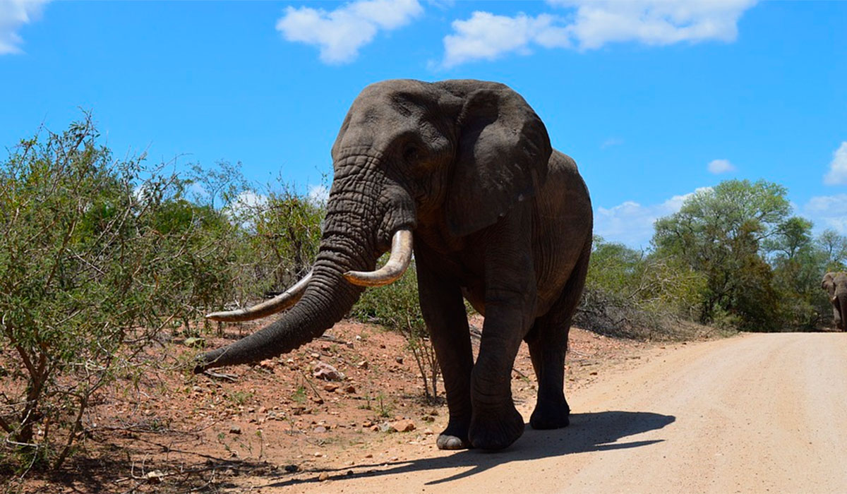 Un elefante mata a un turista español en Etiopía