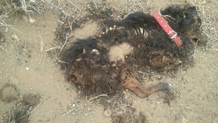 Foto del perro muerto | FOTO: Canarias7