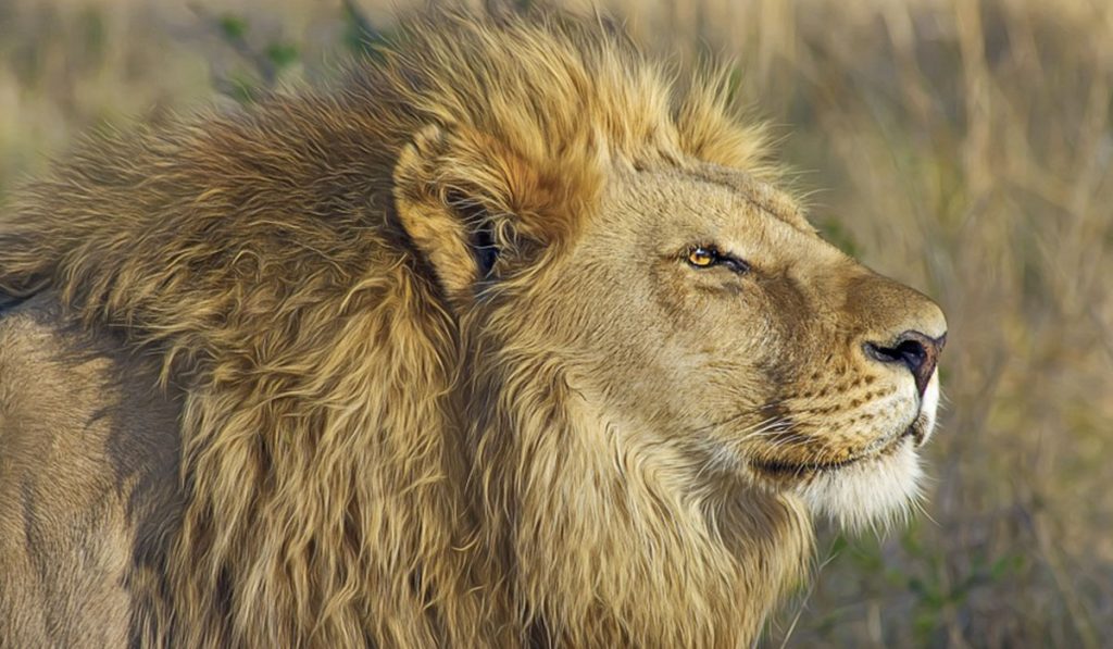 Imagen de archivo de un león. DA