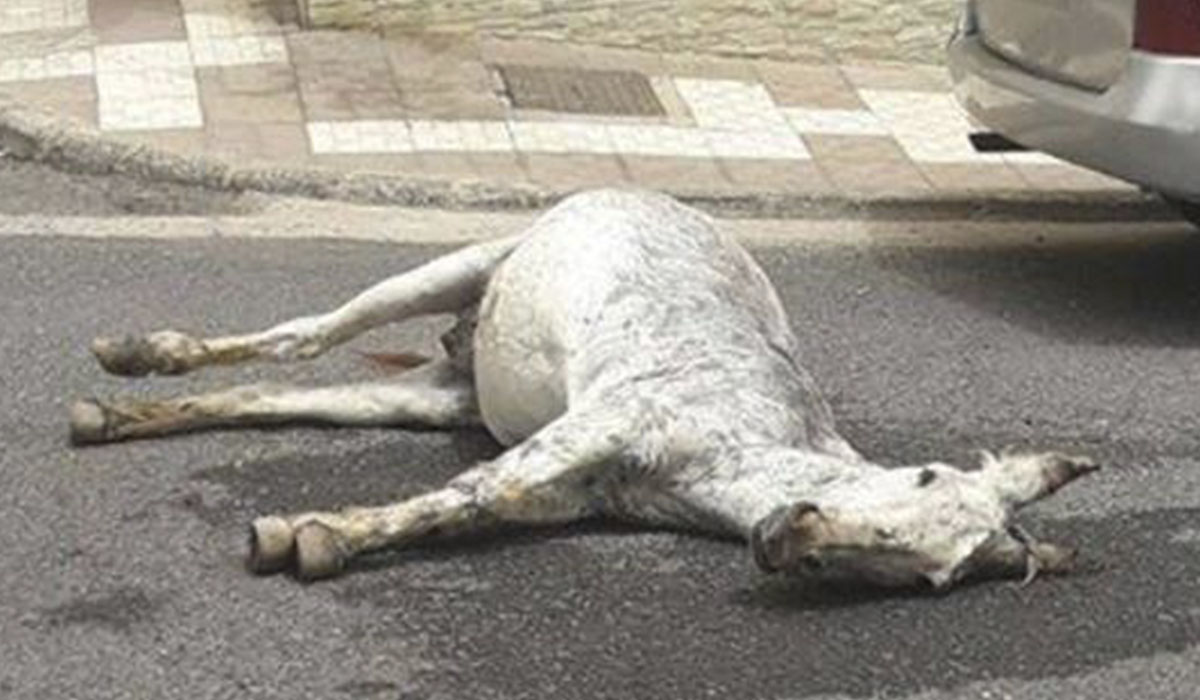 Imagen del burro majorero fallecido en plena calle de Morro Jable. Prodea2016 Facebook
