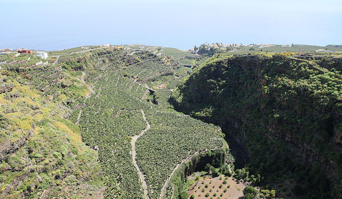 Zona de Los Tilos, en el municipio de San Andrés y Sauces (La Palma). DA