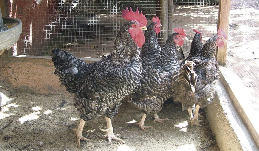 Un municipio de Canarias confina a todas sus gallinas por miedo a un virus