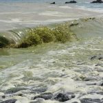 Olas con densas concentraciones de cianobacterias rompiendo en la playa de Cho Vito, en Candelaria, ayer. Juan Jesús González Afonso