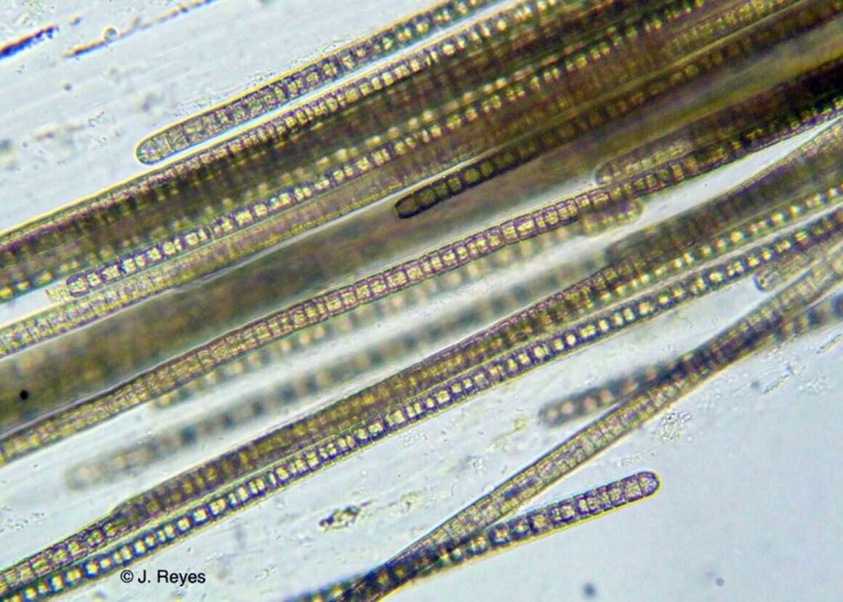 Microalgas al microscopio | DA