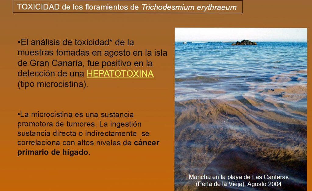 Diapositiva de la exposición de la científica del Banco de Algas en unas jornadas celebradas en bilbao en 2011. DA