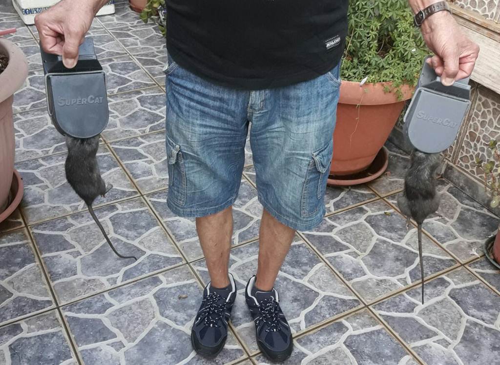 Los vecinos de Santa María del Mar denuncian una “plaga” de ratas negras