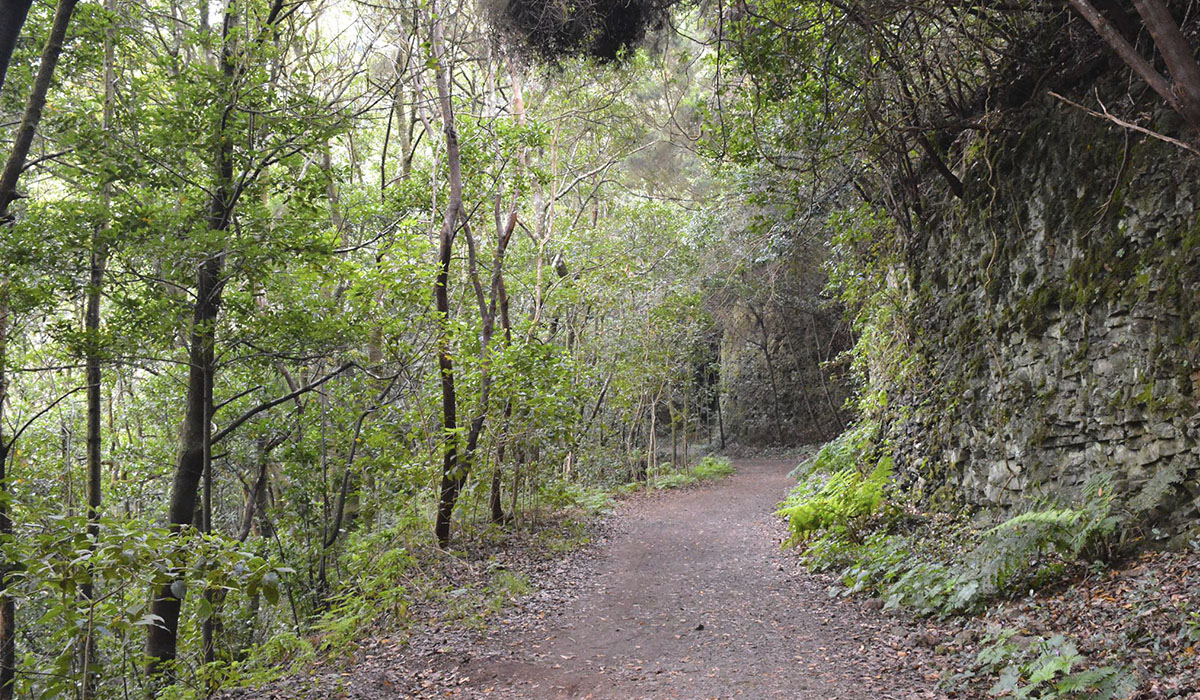 Pista Las Hiedras, en el entorno natural del Parque Rural de Anaga. Foto: Juan González