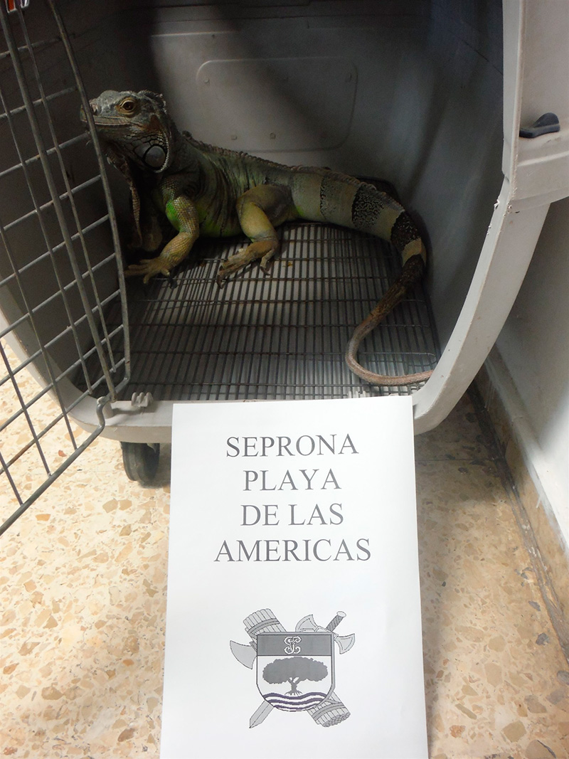 Localizada una iguana de una especie procede de América suelta en la vía pública de Guía de Isor