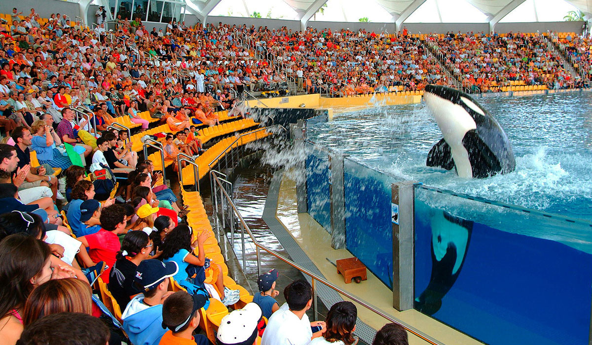 El show de las orcas es uno de los muchos atractivos que el Loro Parque ofrece en sus instalaciones, que en 45 años ha multiplicado por diez su superficie inicial. DA