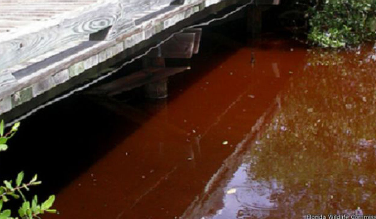 Como en esta imagen de Florida, el agua afectada presenta este color rojizo y desagradable. Florida Wildlife Commission