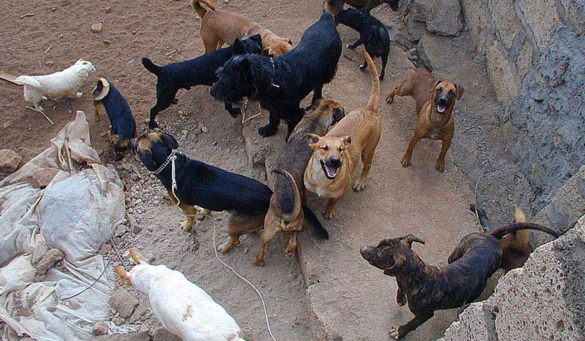 La perrera funcionó desde el año 2000 hasta 2012 en una una finca de Atogo, en Granadilla. DA