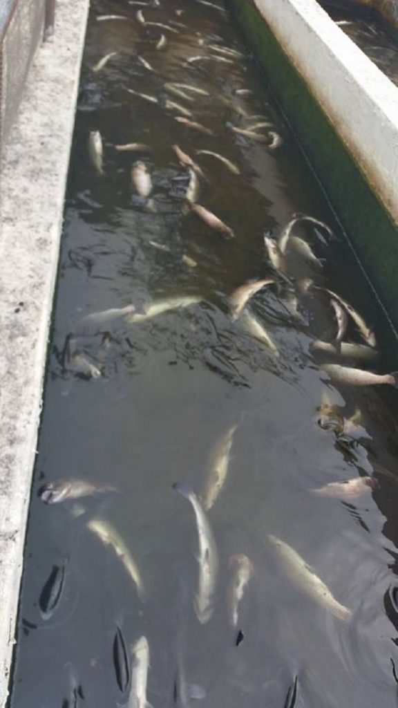 Truchas muertas por el cierre de la piscifactoría | FACEBOOK (Vanessa Hernández)