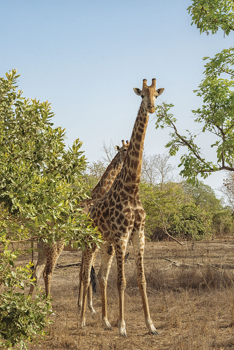 Fathala Wildlife Reserve