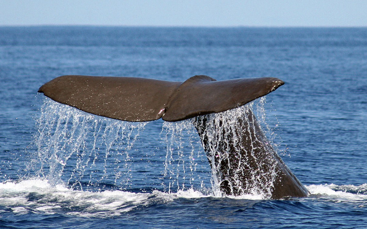 Observación de ballenas