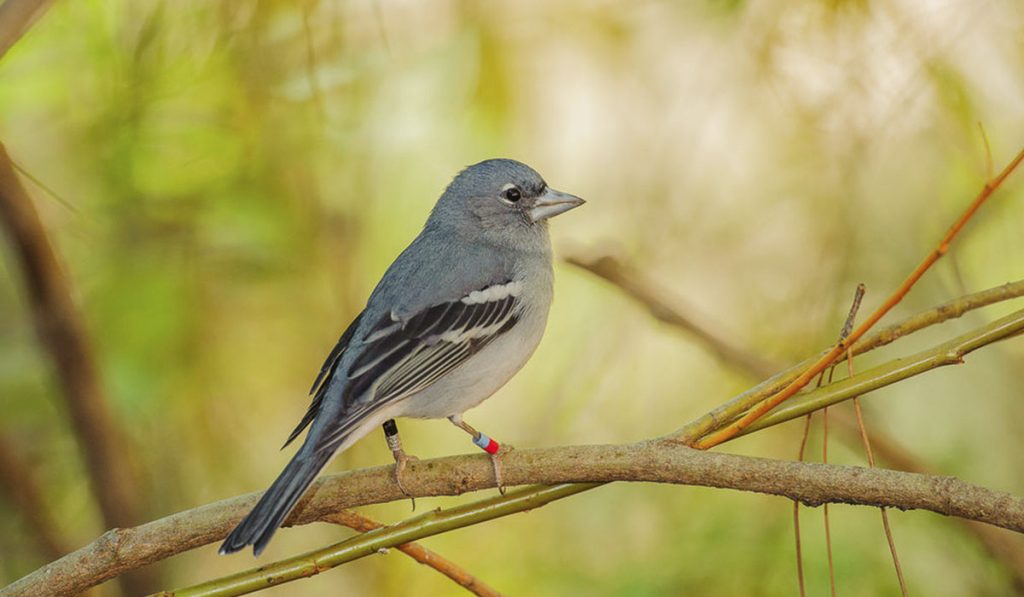 Especies de Canarias: Pinzón azul, pequeña ave forestal de la familia de los fringílidos. DA