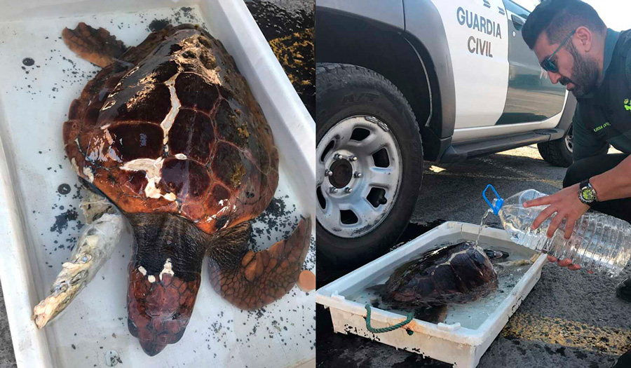 GUARDIA CIVIL RESCATE TORTUGA MARINA
