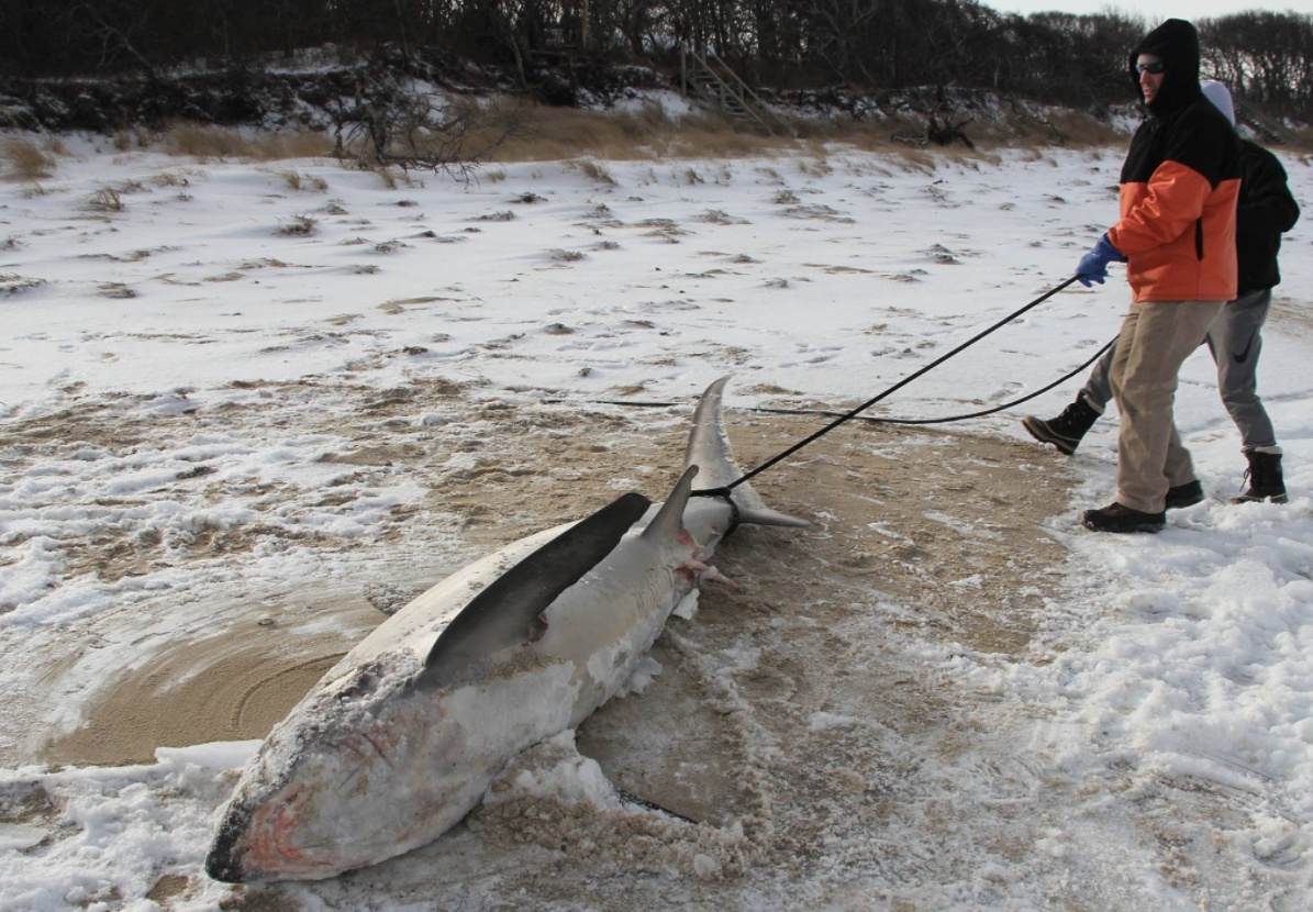 Uno de los ejemplares aparecidos en las playas de cabo Cod. / Atlantic White Shark Conservancy