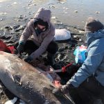 Tiburones congelados por las bajas temperaturas en EEUU. / Atlantic White Shark Conservancy