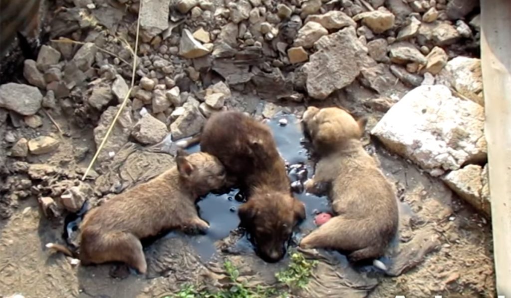 CACHORROS ALQUITRÁN INDIA