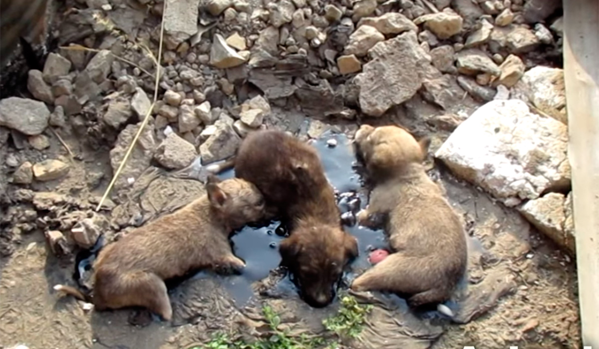 CACHORROS ALQUITRÁN INDIA