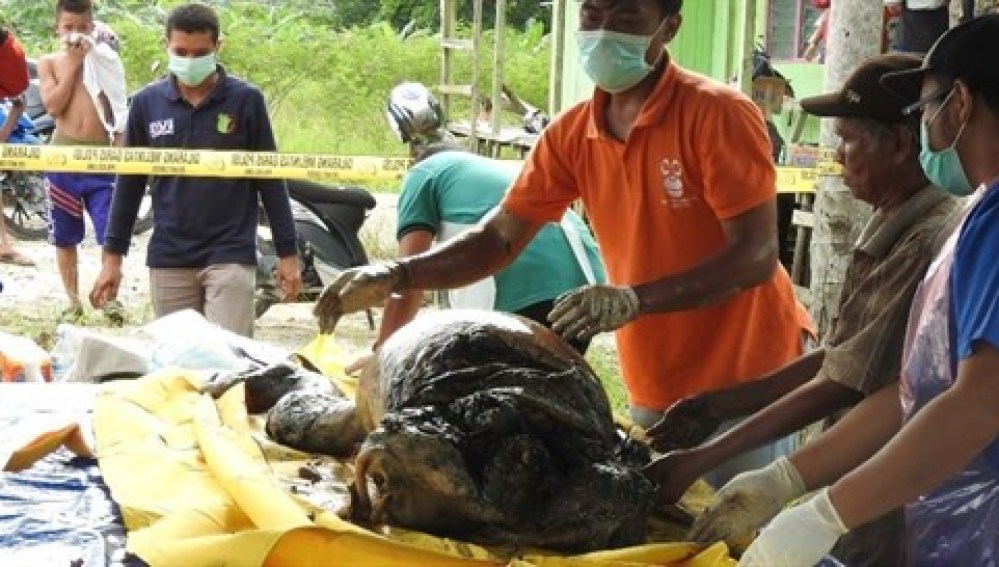 El cuerpo del animal, siendo examinado por los miembros de la asociación. / DA