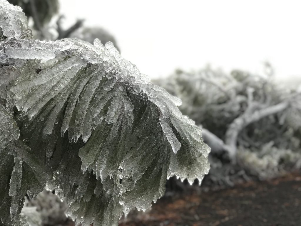 Vegetación helada en Izaña este 7 de enero. / CANARY WEATHER
