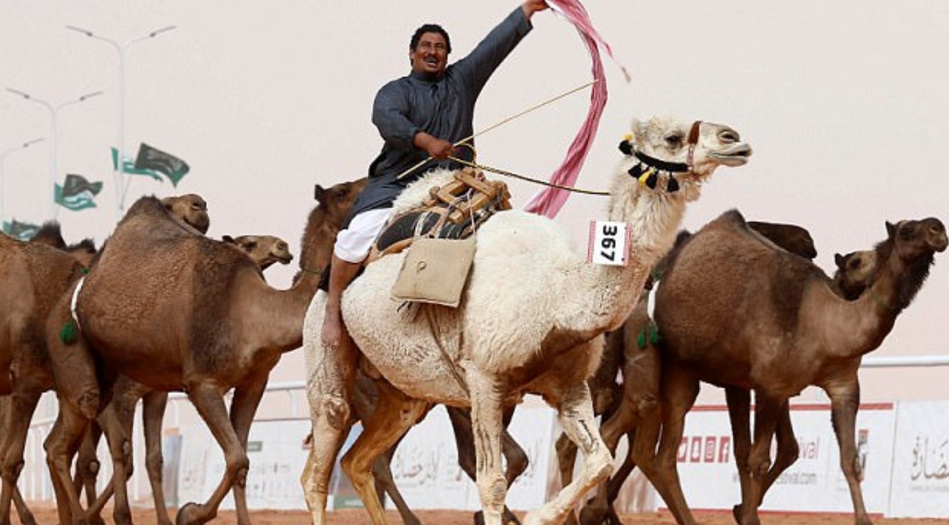 Festival de camellos en Arabia Saudí