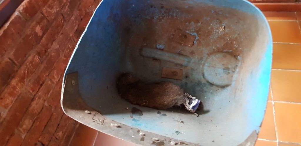 Una de las ratas aparecidas en las oficinas de la Policía Local lagunera. / DA