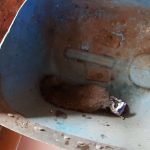 Una de las ratas aparecidas en las oficinas de la Policía Local lagunera. / DA