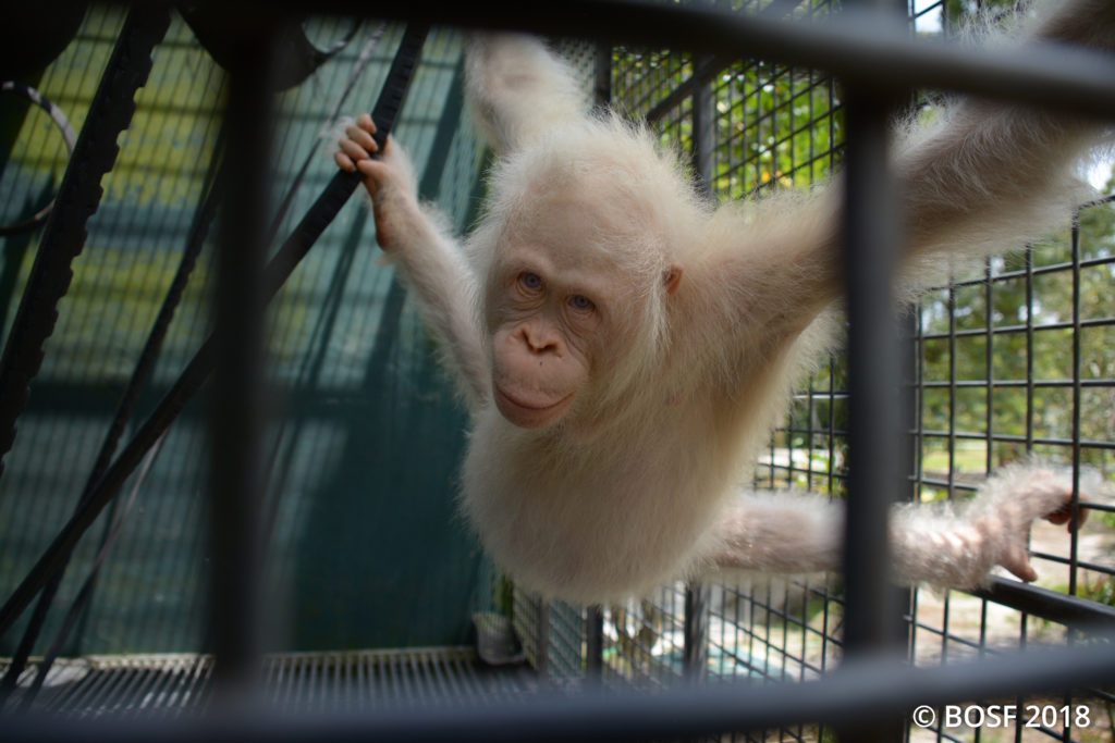 Alba Orangután Albino