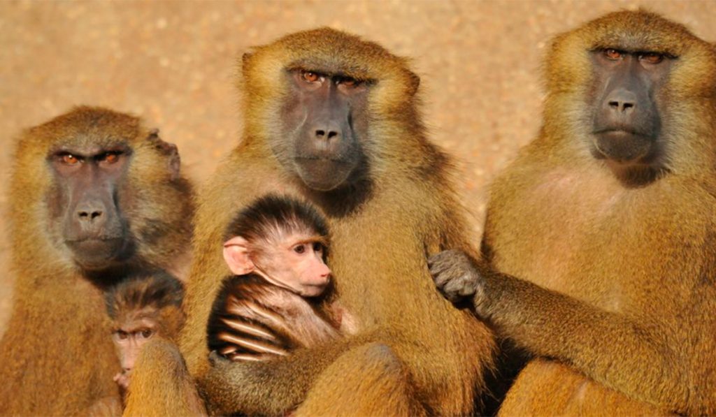 BABUINOS MONOS ZOO PARIS