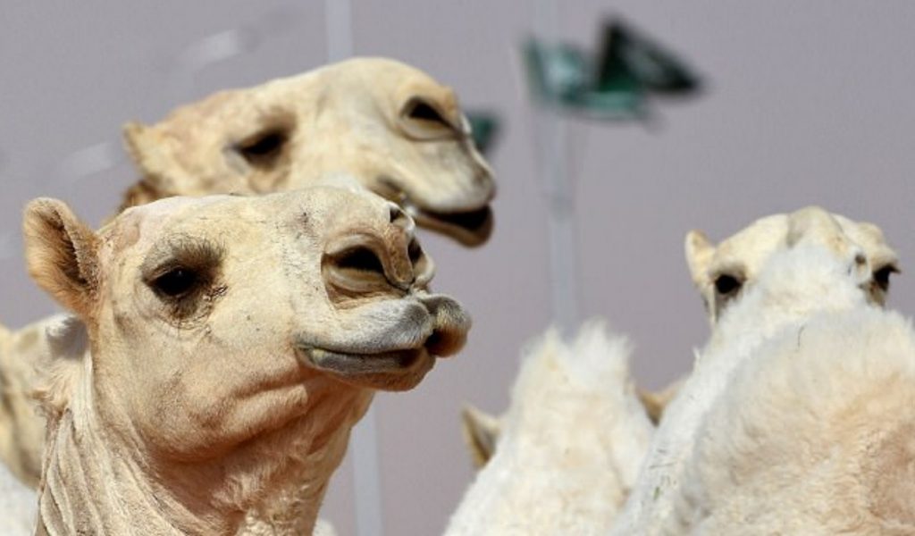 Los camellos, con los labios que les han valido la expulsión del concurso. / DAILY MAIL