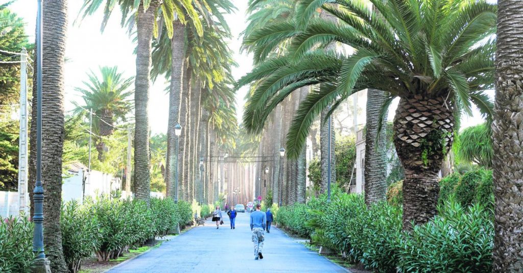 La mayoría de las palmeras que bordean el Camino Largo son centenarias y caracterizan a este paseo. Sergio Méndez