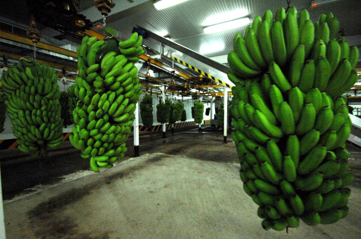 2017 pasará a la historia del plátano de Canarias como uno de los peores. DA